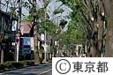緑の美しい志木街道