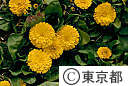 キンセンカの花
