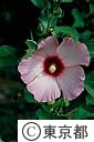 アメリカフヨウの花