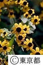 トウブウギクの花