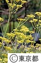 オミナエシの花（秋の七草）