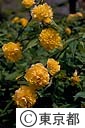 ヤマブキの花