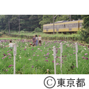 北山公園の花菖蒲