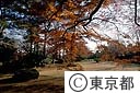 紅葉の殿ヶ谷戸公園