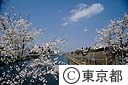 市ヶ谷見附の桜