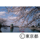 多摩湖の桜
