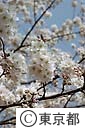 ソメイヨシノ（桜）の花