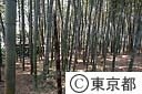 竹林公園