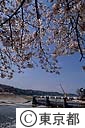 羽村ぜきの桜