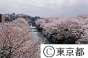 玉川上水の桜