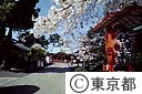 東伏見稲荷の桜