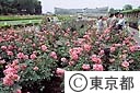 神代植物公園バラ園