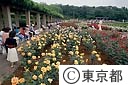 神代植物公園のバラ園