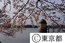 桜の多摩湖