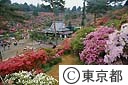 塩船観音寺のつつじ