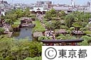 亀戸天神の藤（全景）