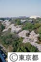 上野公園の桜