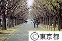 神宮外苑のイチョウ並木