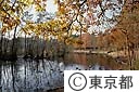 石神井公園の三宝寺池