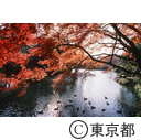 後楽園の紅葉