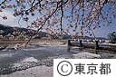 羽村ぜきと桜