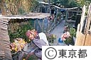 新島の墓地