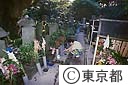 朝夕の墓参り