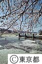 桜の羽村ぜき