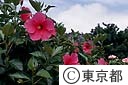 小笠原諸島父島の花ハイビスカス