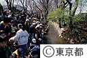 玉川上水にも下水処理水を活用して清流を復活