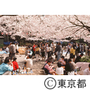 上野公園の桜を楽しむ都民たち