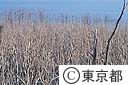 三宅島が１０月３日噴火　流れでた溶岩で山林の焼け野原