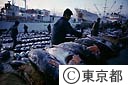 中央卸売市場のマグロ