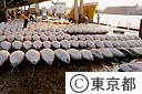 中央卸売市場のマグロ水揚げ