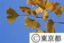 イチョウの葉（都の木）