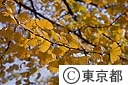 イチョウの木（都の木）