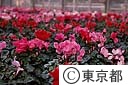 シクラメンの花