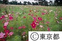 昭和記念公園　コスモス園