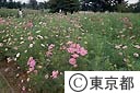 昭和記念公園コスモス園