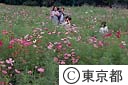 昭和記念公園　コスモス園