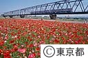 小岩菖蒲園前のポピーの花