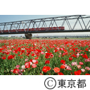 小岩菖蒲園前のポピー