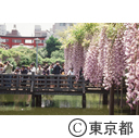 亀戸天神の藤の花