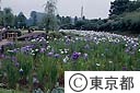湖南菖蒲園