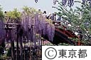 亀戸天神の藤
