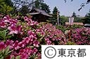 根津神社のつつじ