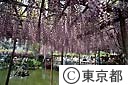 亀戸天神の藤
