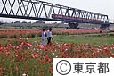 小岩菖蒲園前のポピー