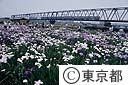 小岩菖蒲園