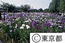 堀切菖蒲園